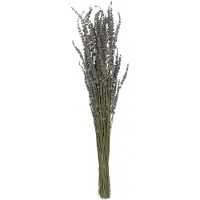 J-Line Bundel gedroogde lavendel paars