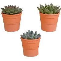 Casa Caron | Set van 3 Echeveria mix - Terracotta potjes plantvezel groen x15 cm planten | NADUVI