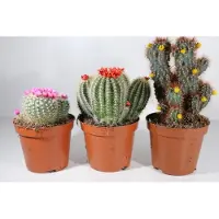 Ariane Succulux Cactussen Mix met Strobloemen - 3 Cactussen Ø 8,5 cm Pot - Kamerplanten Cadeau