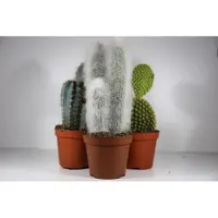 Ariane Succulux Cactussen Mix - 3 Cactussen Ø 8,5 cm Pot - Hoogte 20 cm - Kamerplanten Cadeauset