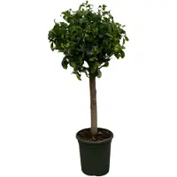 Famanu Ficus Nitida (Moclame) stam - 120 cm - Ø33cm