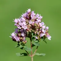 Griffioen - Wilde marjolein