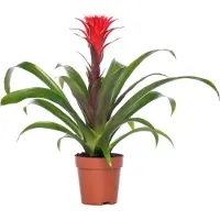 Intratuin Bromelia (Guzmania 'Hope') D 12 H 45 Cm