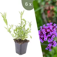 Frank GmbH Planten van Frank | 6 exemplaren van ijzerkruid | Verbena bonariensis | Vaste planten | Winterhard | Tuinplanten