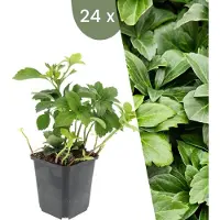Frank GmbH | 24 Dikkemanskruid planten | Pachysandra terminalis | Winterharde bodembedekker planten | tuinplanten | Winterharde vaste planten meerjarig | Winterharde tuinplanten