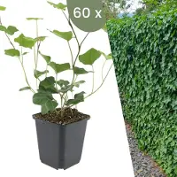 Plants by Frank | 60 Atlantische Klimopplanten | Hedera Hibernica | Winterharde bodembedekker planten | tuinplanten | Winterharde vaste planten meerjarig | Winterharde tuinplanten