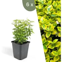 Plants by Frank | 6 Gele Kardinaalsmuts Planten | Euonymus 'Emerald 'n Gold' | Winterharde bodembedekker planten | tuinplanten | Winterharde vaste planten meerjarig | Winterharde tuinplanten