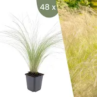 Frank GmbH | 48 Federgras planten | Stipa tenuissima 'Ponytails' | Winterharde bodembedekker planten | tuinplanten | Winterharde vaste planten meerjarig | Winterharde tuinplanten