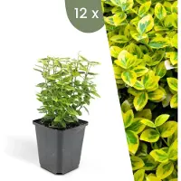 Plants by Frank | 12 Gele Kardinaalsmuts Planten | Euonymus 'Emerald 'n Gold' | Winterharde bodembedekker planten | tuinplanten | Winterharde vaste planten meerjarig | Winterharde tuinplanten