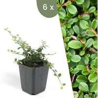Plants by Frank | 6 Dwergmispel Planten | Cotoneaster praecox 'Streib's Findling' | Winterharde bodembedekker planten | tuinplanten | Winterharde vaste planten meerjarig | Winterharde tuinplanten