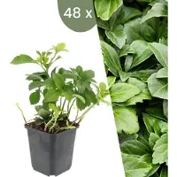 Frank GmbH | 48 Dikkemanskruid planten | Pachysandra terminalis | Winterharde bodembedekker planten | tuinplanten | Winterharde vaste planten meerjarig | Winterharde tuinplanten