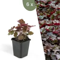 Frank GmbH Planten van Frank | 6 Purperen klokjesplanten | Heuchera Micrantha 'Palace Purple' | Bodembedekker | Winterhard | Tuinplanten
