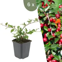Frank GmbH | 6 Dwergmispel Planten | Cotoneaster suecicus 'Coral Beauty' | Winterharde bodembedekker planten | tuinplanten | Winterharde vaste planten meerjarig | Winterharde tuinplanten