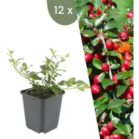 Frank GmbH | 12 Dwergmispel Planten | Cotoneaster suecicus 'Coral Beauty' | Winterharde bodembedekker planten | tuinplanten | Winterharde vaste planten meerjarig | Winterharde tuinplanten