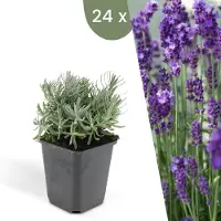 Frank GmbH | 24 Lavendelplanten | Lavandula angustifolia 'Hidcote' | Winterharde bodembedekker planten | tuinplanten | Winterharde vaste planten meerjarig | Winterharde tuinplanten