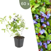 Frank GmbH | 60 loodkruid planten | Ceratostigma plumbaginoides | Winterharde bodembedekker planten | tuinplanten | Winterharde vaste planten meerjarig | Winterharde tuinplanten