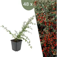 Frank GmbH | 48 Dwergmispel Planten | Cotoneaster suecicus 'Coral Beauty' | Winterharde bodembedekker planten | tuinplanten | Winterharde vaste planten meerjarig | Winterharde tuinplanten