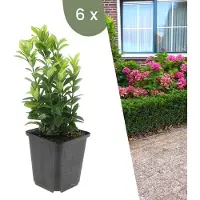 Plants by Frank | 6 Groene Kardinaalsmuts Planten | Euonymus japonicus 'Green Spire' | Winterharde bodembedekker planten | tuinplanten | Winterharde vaste planten meerjarig | Winterharde tuinplanten