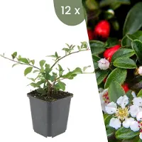 Frank GmbH | 12 Dwergmispel Planten | Cotoneaster dammeri 'Major'| Winterharde bodembedekker planten | tuinplanten | Winterharde vaste planten meerjarig | Winterharde tuinplanten