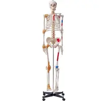 Vevor Menselijk Skelet Model voor Anatomie