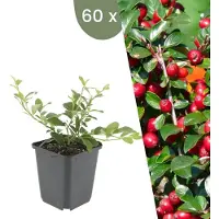 Frank GmbH | 60 Dwergmispel Planten | Cotoneaster dammeri | Winterharde bodembedekker planten | tuinplanten | Winterharde vaste planten meerjarig | Winterharde tuinplanten
