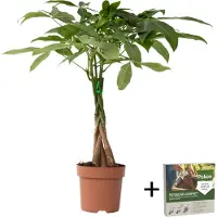 Plant in a Box - Pachira Aquatica - Pokon - Kamerplant - Geldboom - Pot 17cm - Hoogte 60-70cm