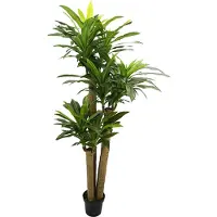 Buitengewoon Boet Kunst Corn Stalk Dracaena - 190 cm