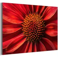 MuchoWow Aluminium schilderij 120x80 cm - Wanddecoratie metaal - Close up - Bloem- Rood - Metalen muurdecoratie woonkamer - Decoratie industrieel - Foto op dibond - Industriële accessoires slaapkamer