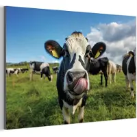 MuchoWow Aluminium schilderij 120x80 cm - Wanddecoratie metaal - Koe - Tong - Weide - Metalen muurdecoratie woonkamer - Decoratie industrieel - Foto op dibond - Industriële accessoires slaapkamer
