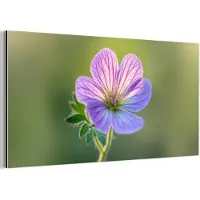 MuchoWow Aluminium schilderij 40x20 cm - Wanddecoratie metaal - Bloem - Close up - Paars - Metalen muurdecoratie woonkamer - Decoratie industrieel - Foto op dibond - Industriële accessoires slaapkamer