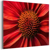 MuchoWow Aluminium schilderij 80x60 cm - Wanddecoratie metaal - Close up - Bloem- Rood - Metalen muurdecoratie woonkamer - Decoratie industrieel - Foto op dibond - Industriële accessoires slaapkamer