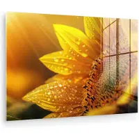 MuchoWow Glasschilderij 120x80 cm - Schilderij acrylglas - Zonnebloem - Dauwdruppels - Geel - Zonlicht - Foto op glas - Muurdecoratie woonkamer - Wanddecoratie slaapkamer - Schilderijen