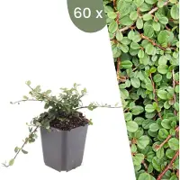Frank GmbH | 60 Dwergmispel Planten | Cotoneaster praecox 'Queen of Carpets' | Winterharde bodembedekker planten | tuinplanten | Winterharde vaste planten meerjarig | Winterharde tuinplanten