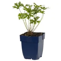 Griffioen - Geranium 'Johnson's Blue'