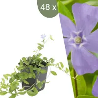 Frank GmbH | 48 Blauwe Maagdenpalm planten | Vinca minor | Winterharde bodembedekker planten | tuinplanten | Winterharde vaste planten meerjarig | Winterharde tuinplanten