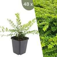 Frank GmbH | 48 Struikkamperfoelie planten | Lonicera nitida 'Maigrün' | Winterharde bodembedekker planten | tuinplanten | Winterharde vaste planten meerjarig | Winterharde tuinplanten