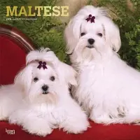 BrownTrout Maltese Kalender 2019