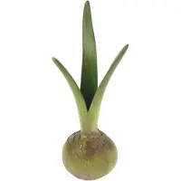 MEA Vaasje bloembol Ø8xH22 - Meander - vase flower bulb - polystone - groen - tulp