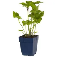 Griffioen - Anemone hybr. 'Kon. Charlotte'