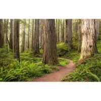 Overig Fotobehang Redwood Trail - Meerkleurig - 2,80m X 450cm