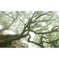 Overig Fotobehang Forgotten Forest - Groen - 2,50m X 400cm
