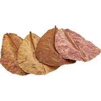 Dennerle 10 stuks Catappa Leaves Dennerle Vissenvoer