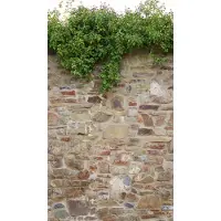 Living Walls The Wall II - Beige - Klimop - 392471