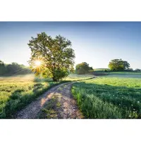 Komar Fotobehang Meadow Trail - Meerkleurig - 2,54m X 368cm
