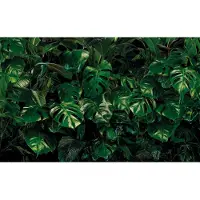 Overig Fotobehang Tropical Wall - Groen - 2,50m X 400cm
