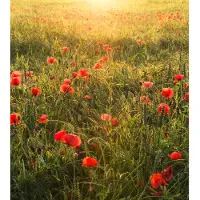 Overig Fotobehang Poppy World - Meerkleurig - 2,80m X 250cm
