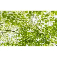 Overig Fotobehang Im Frühlingwald - Groen - 2,80m X 450cm