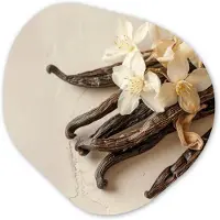 MuchoWow Organische wanddecoratie 40x40 cm - Organisch schilderij Vanille - Bloemen - Beige - Muurdecoratie woonkamer - Kamer decoratie - Schilderijen - Muurcirkel aesthetic