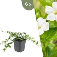 Frank GmbH | 6 Witte Maagdenpalm planten | Vinca minor 'Alba' | Winterharde bodembedekker planten | tuinplanten | Winterharde vaste planten meerjarig | Winterharde tuinplanten
