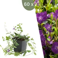 Frank GmbH | 60 Paarse Maagdenpalm planten | Vinca minor 'Atropurpurea' | Winterharde bodembedekker planten | tuinplanten | Winterharde vaste planten meerjarig | Winterharde tuinplanten